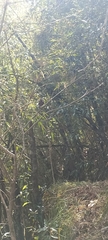 Carpodacus rodopeplus