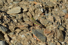 Oedaleus decorus