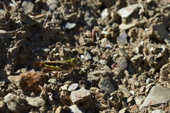 Oedaleus decorus