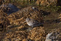 Gallinago solitaria