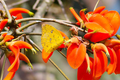 Phoebis philea