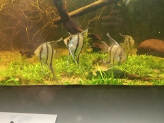 Pterophyllum