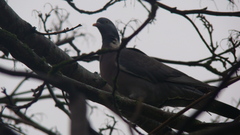 Columba palumbus