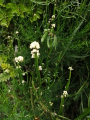 Baccharis sagittalis