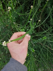 Baccharis sagittalis