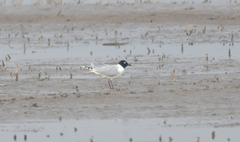 Saundersilarus saundersi