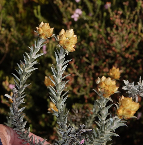 Image of Achyranthemum mucronatum by (c) desertnaturalist, some rights reserved (CC BY)