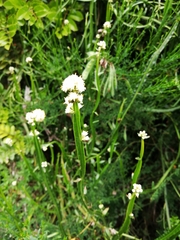 Baccharis sagittalis