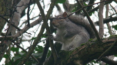 Sciurus carolinensis