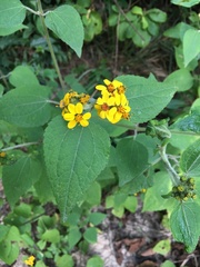 Hymenostephium cordatum