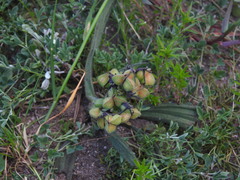 Wachendorfia multiflora
