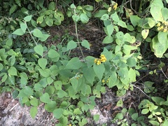 Hymenostephium cordatum