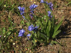 Babiana angustifolia