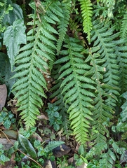 Phegopteris decursive-pinnata