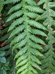 Phegopteris decursive-pinnata