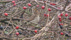 Passer domesticus