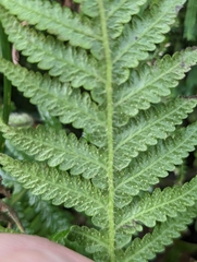Phegopteris decursive-pinnata