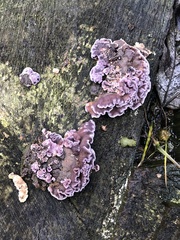 Chondrostereum purpureum
