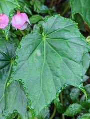 Begonia formosana