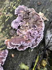 Chondrostereum purpureum