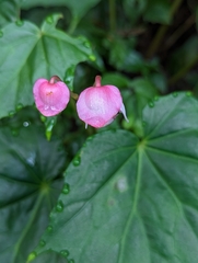 Begonia formosana