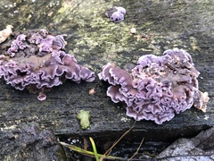 Chondrostereum purpureum