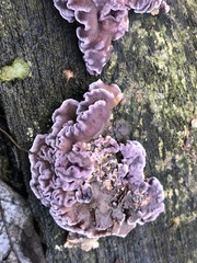 Chondrostereum purpureum