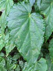 Begonia formosana