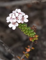 Adenandra obtusata