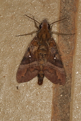 Nephele densoi