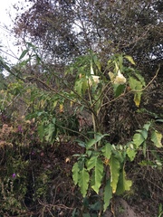 Brugmansia arborea