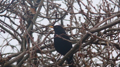 Turdus merula