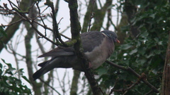 Columba palumbus