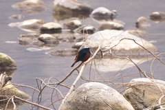 Phoenicurus leucocephalus