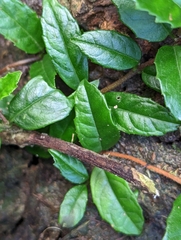 Hydrangea viburnoides