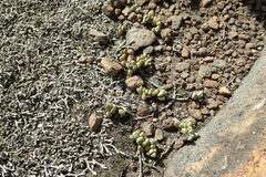 Mossia intervallaris