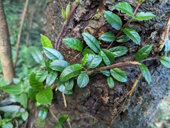 Hydrangea viburnoides