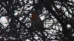 Erithacus rubecula