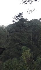 Pinus ayacahuite