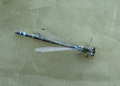 Coenagrion lunulatum