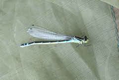 Coenagrion lunulatum