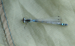 Coenagrion lunulatum