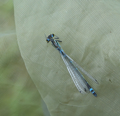 Coenagrion lunulatum