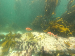 Chrysoblephus gibbiceps