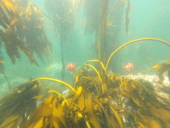 Chrysoblephus gibbiceps