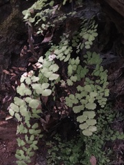 Adiantum poiretii