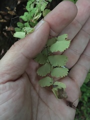 Adiantum poiretii