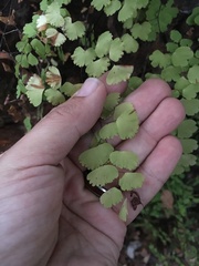 Adiantum poiretii