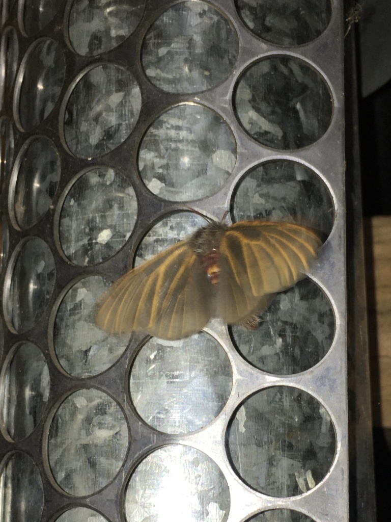 Hemileuca siriae
