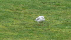 Chroicocephalus ridibundus